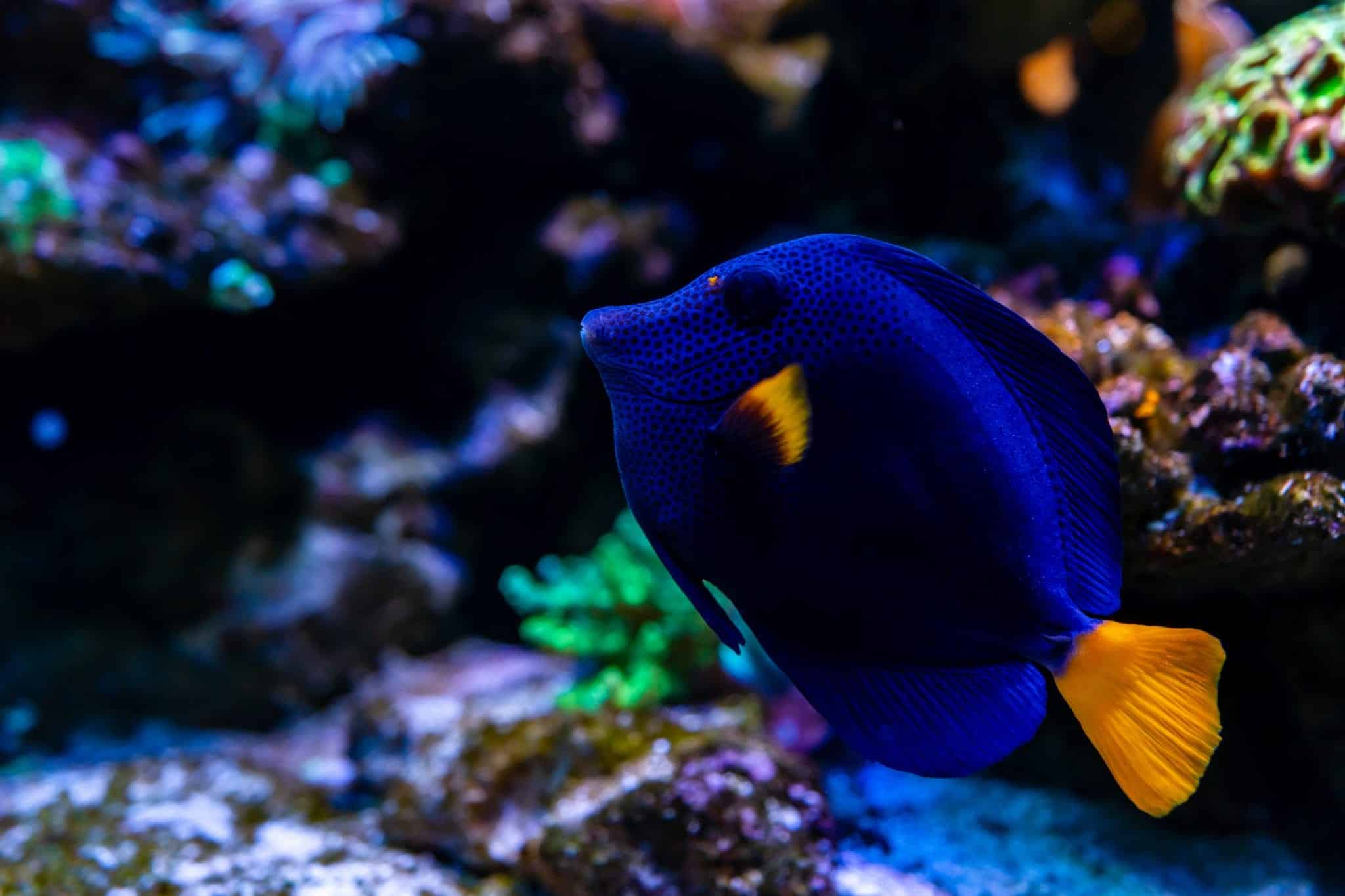 Red Filefish Species Spotlight: Red Firefish Goby | Species Spotlight | Frags 2 Fishes