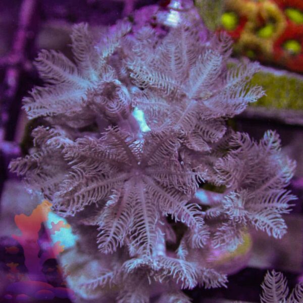 Pulsing Xenia - Image 2