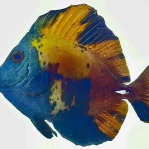 Blue Face Koi Tang