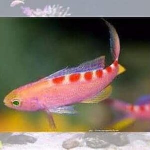 Flavoguttatus Anthias