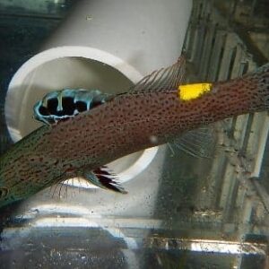 Arrowhead Basslet