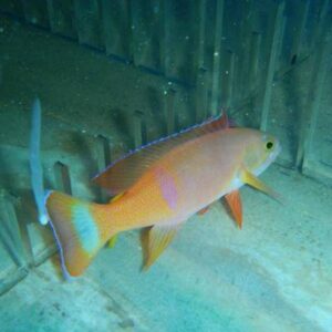 Pictilis Anthias: Male - Australia
