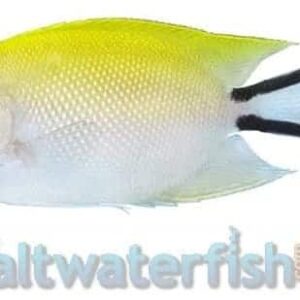Japanese Swallowtail Angelfish: Female
