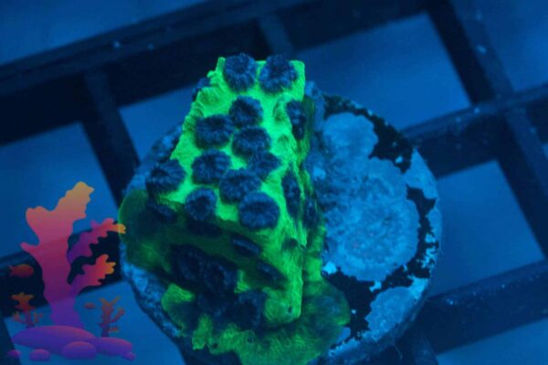 Jason Fox Purple People Eater (PPE) Cyphastrea - Image 3