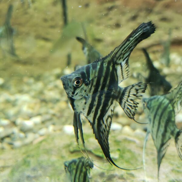 Zebra Lace Angelfish - Image 1