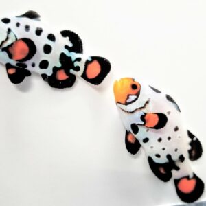 Frozen w/ Bullet Holes - Pair