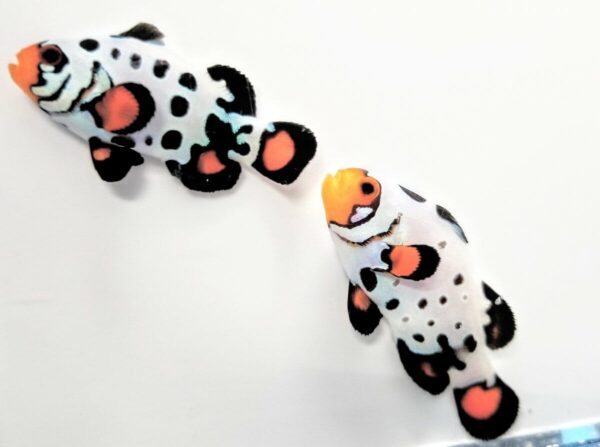 Frozen w/ Bullet Holes - Pair - Image 1