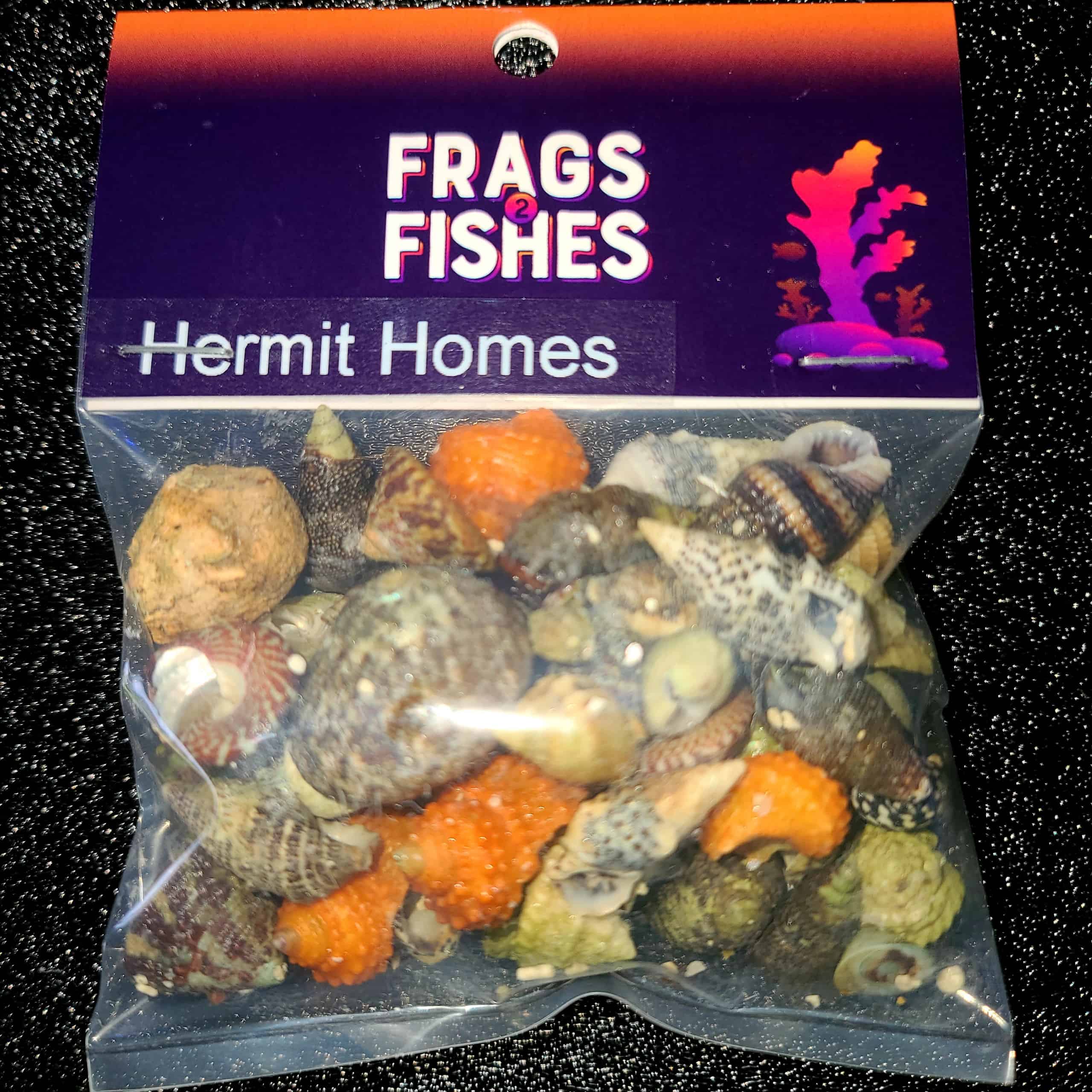20200620_105650-scaled-1-1-1.jpg F2F Hermit Homes - Hermit Crab Shells - Image 1