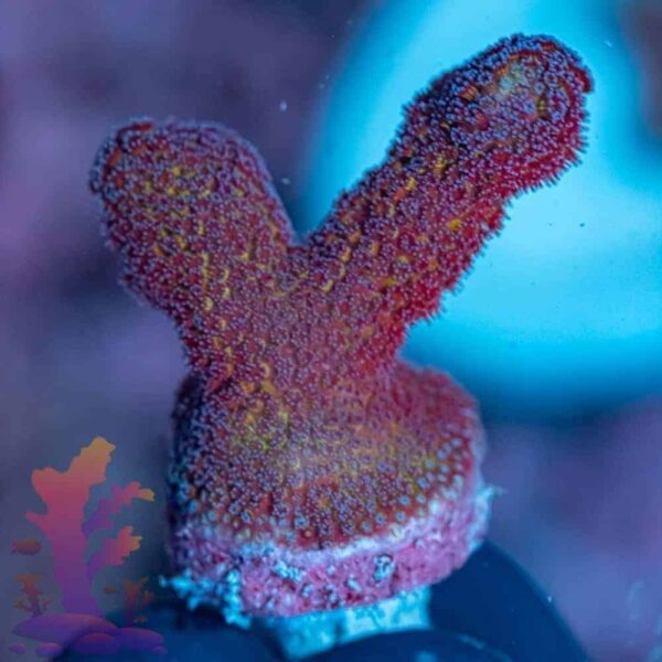 208014.jpg Purple Stylo - Image 1