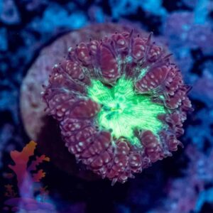 Purple and Green Blasto Wellsi