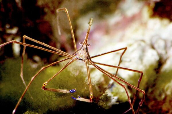 Arrow Crab - Image 1