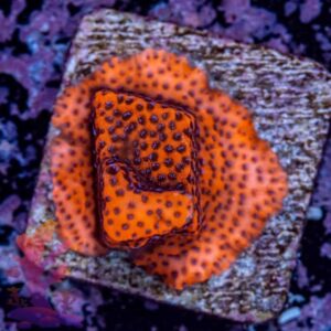 Reverse Superman Montipora