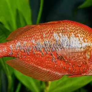Red Irian Rainbowfish