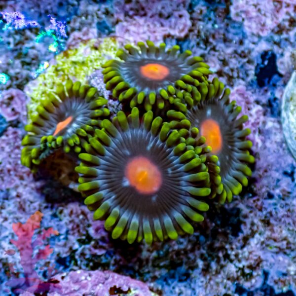 Blow Pop Zoanthids - Image 7