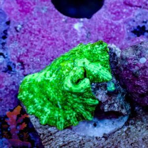 Green Disco Mushroom