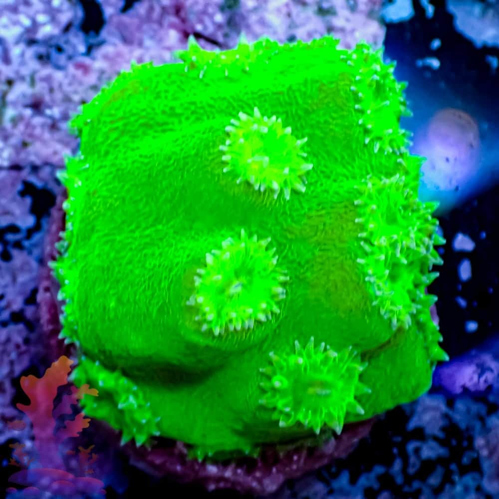 Tubinaria Coral | Frags 2 Fishes | Live Fish & Corals – Wilmington, DE