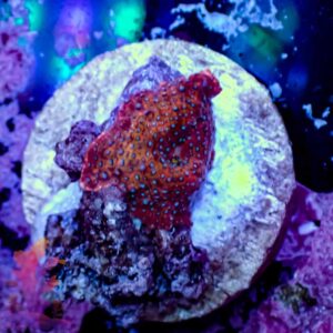 Superman Mushroom - (Duplicate Imported from WooCommerce)