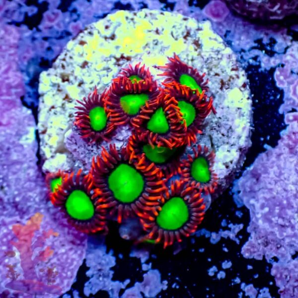 Goblins on Fire - Image 1