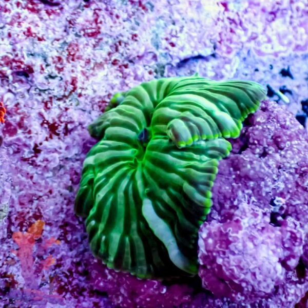 Watermelon Mushroom - Image 1