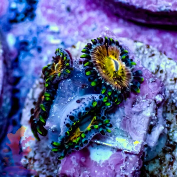 WWC Nirvinas - Image 1