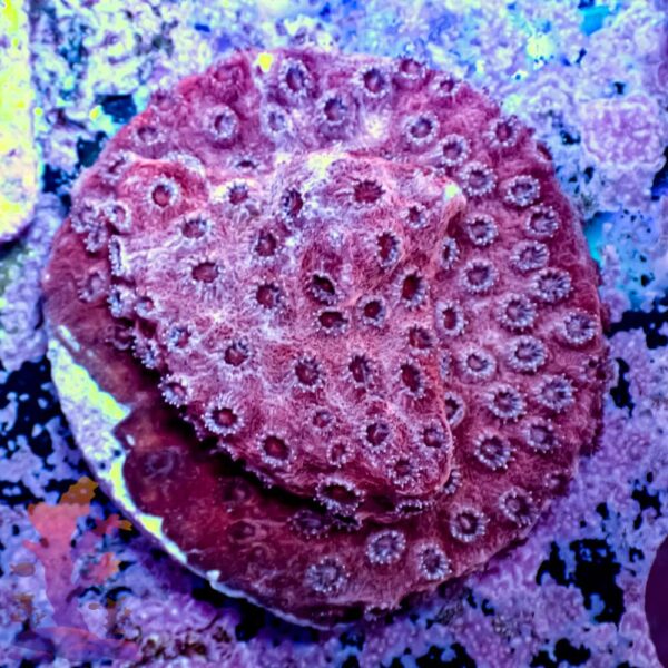 Valentines Cyphastrea - Image 1