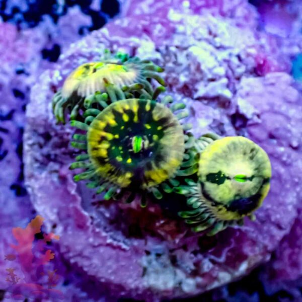 Hawaiian Ding Dangs - Image 1