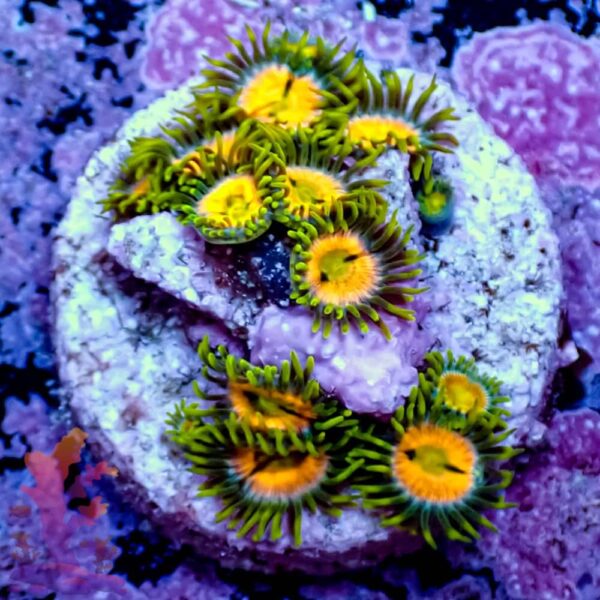 319050-1-1.jpg RR Krakens - Image 1