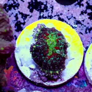 Patchwork Rhodactis