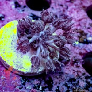 Pulsing Xenia - (Duplicate Imported from WooCommerce)