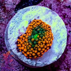 Orange Ricordea