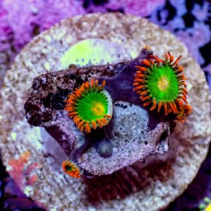 Gatorades - (Duplicate Imported from WooCommerce)