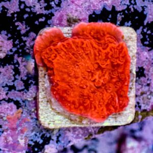 Plating Montipora