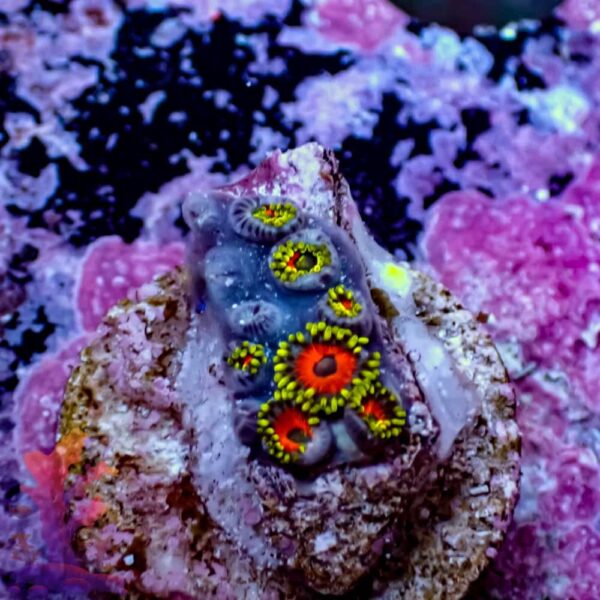 Watermelons - Image 1