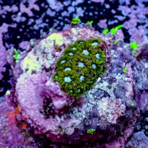 TSA Dueling Dragon Lepto