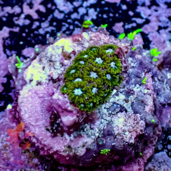 320021-1.jpg TSA Dueling Dragon Lepto - Image 1