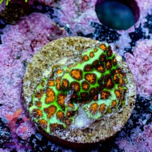 John Deere Lepto - (Duplicate Imported from WooCommerce)