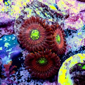 Magicians - (Duplicate Imported from WooCommerce)