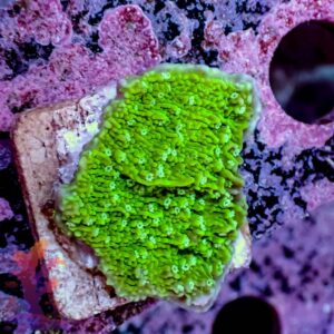 Green Plating Montipora