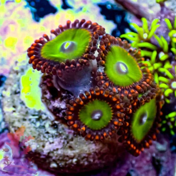 320041-1.jpg Candy Apple Reds - Image 1