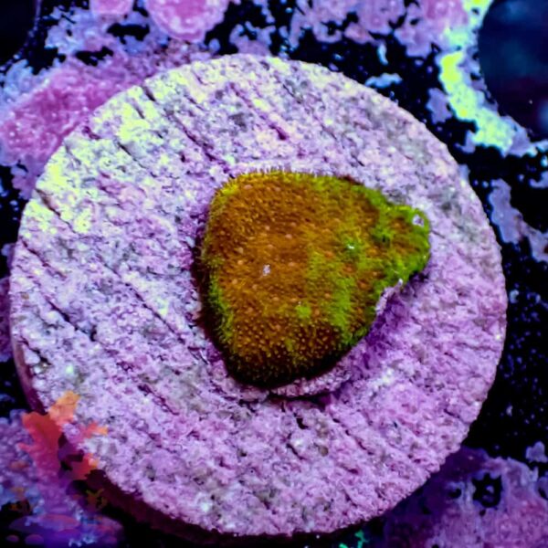 320042-1.jpg Watermelon Psammacora - Image 1