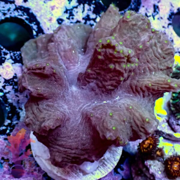 Cabbage Leather - Image 1
