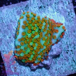 Rainbow Montipora