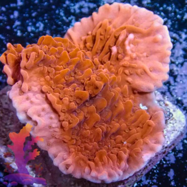 Red Plating Montipora - Image 1