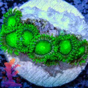 Radioactive Dragon Eyes Zoanthids