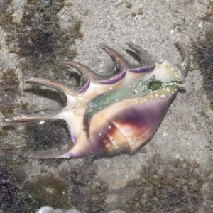 Spider Conch