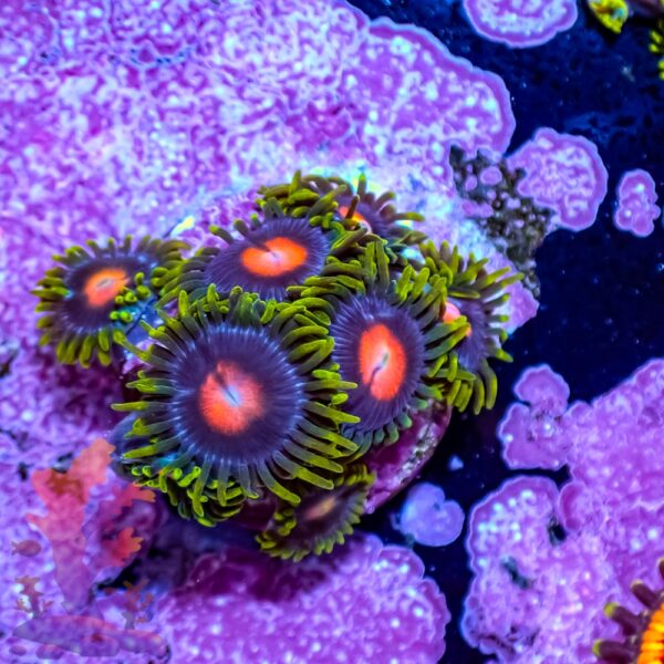 Blow Pop Zoanthids - Image 6