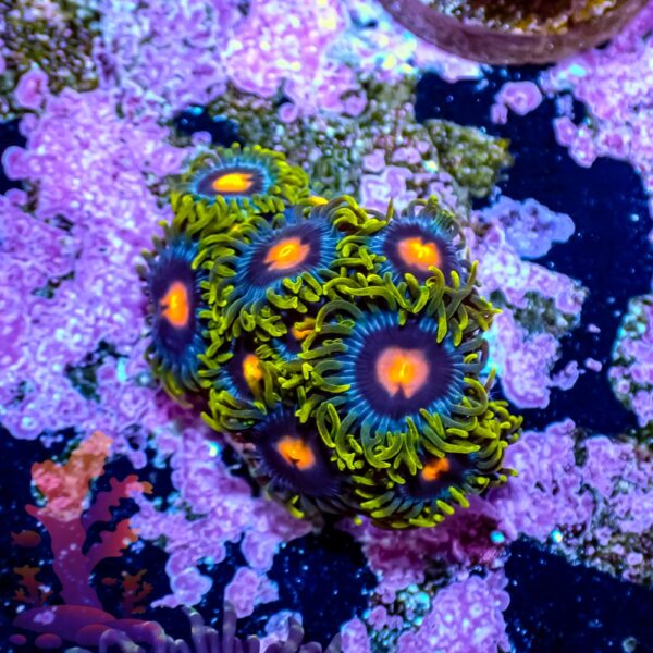 Blow Pop Zoanthids - Image 5