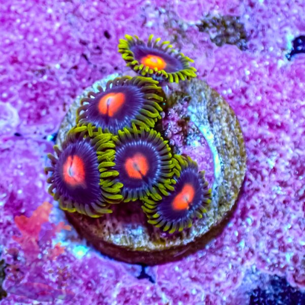 Blow Pop Zoanthids - Image 4