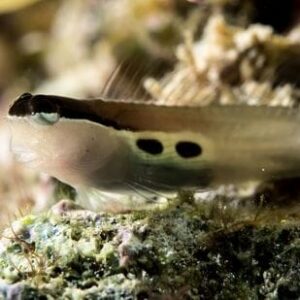 Two Spot Blenny