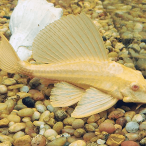 Marble Sailfin Pleco- Albino
